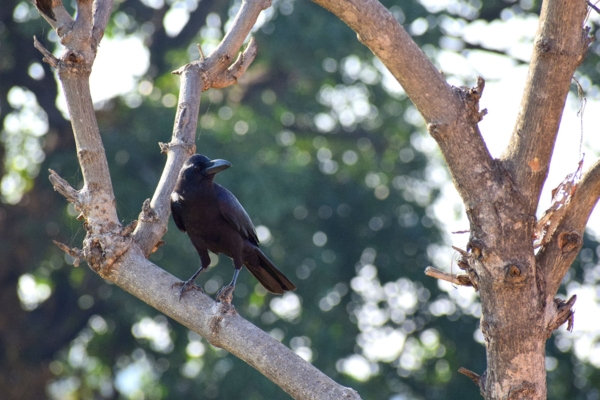 balouriarajesh-bird-8393859.jpg